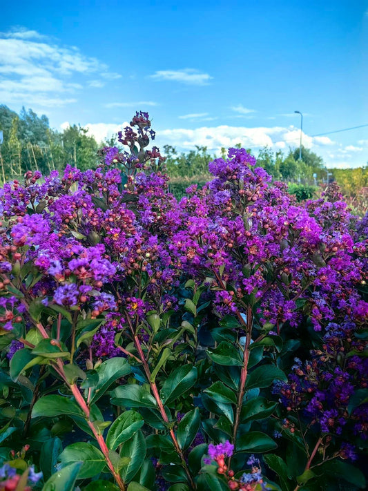 Lagerstroemia indica ‘Purple Star’ - Indische sering (Struik of op stam)