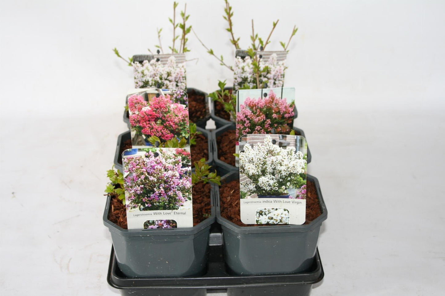Lagerstroemia indica - Indische Sering in div. kleuren