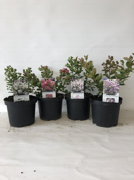 Lagerstroemia indica - Indische Sering in div. kleuren