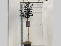 Lagerstroemia indica Best Red op stam
