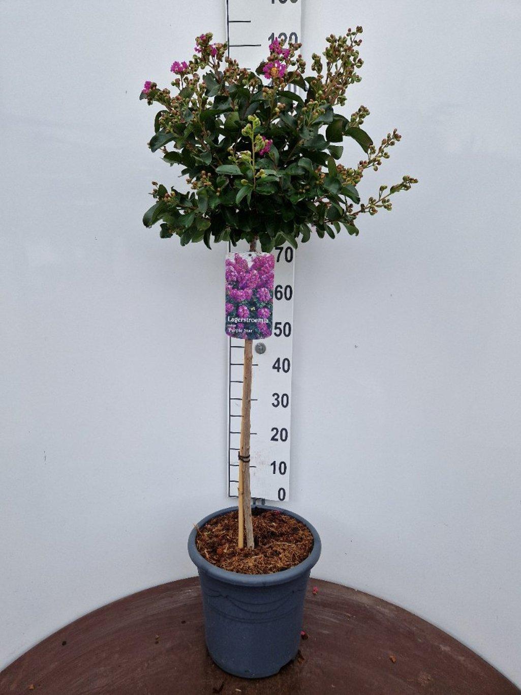 Lagerstroemia indica ‘Purple Star’ - Indische sering (Struik of op stam)