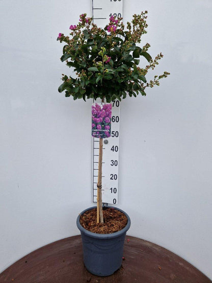 Lagerstroemia indica ‘Purple Star’ - Indische sering (Struik of op stam)