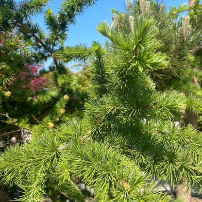 Larix kaempferi - Japanse lork