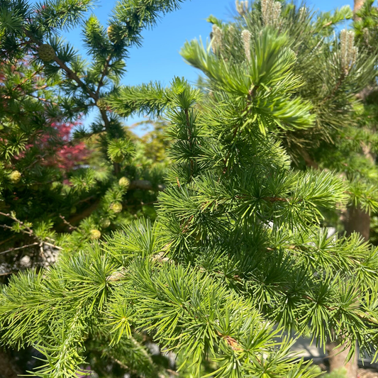 Larix kaempferi - Japanse lork