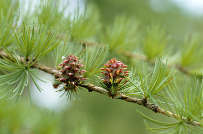 Larix kaempferi - Japanse lork