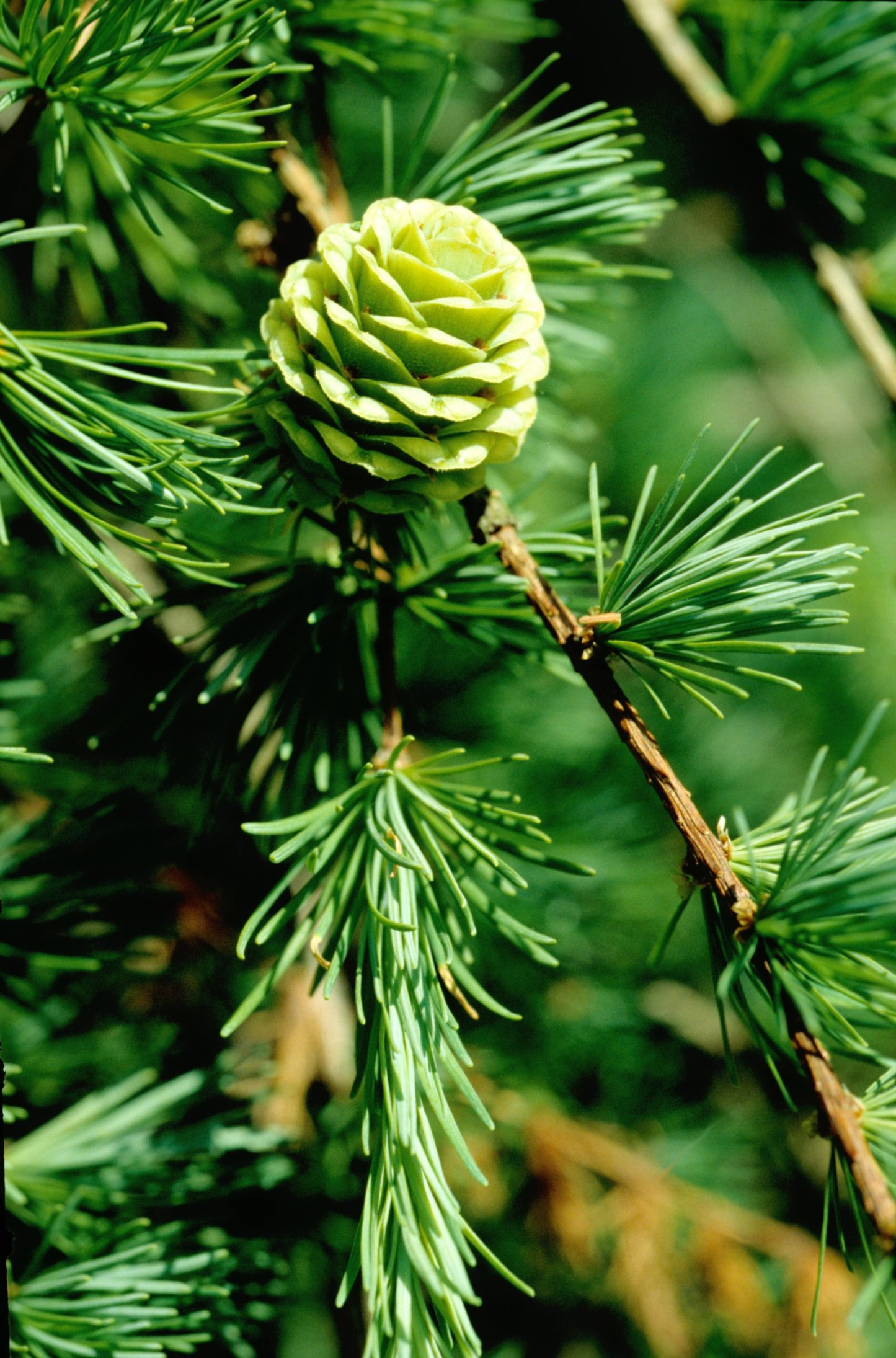 Larix kaempferi - Japanse lork