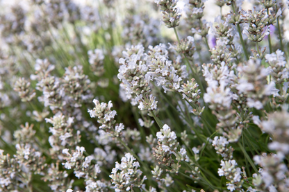 Lavandula angustifolia 'Alba' - Witte lavendel