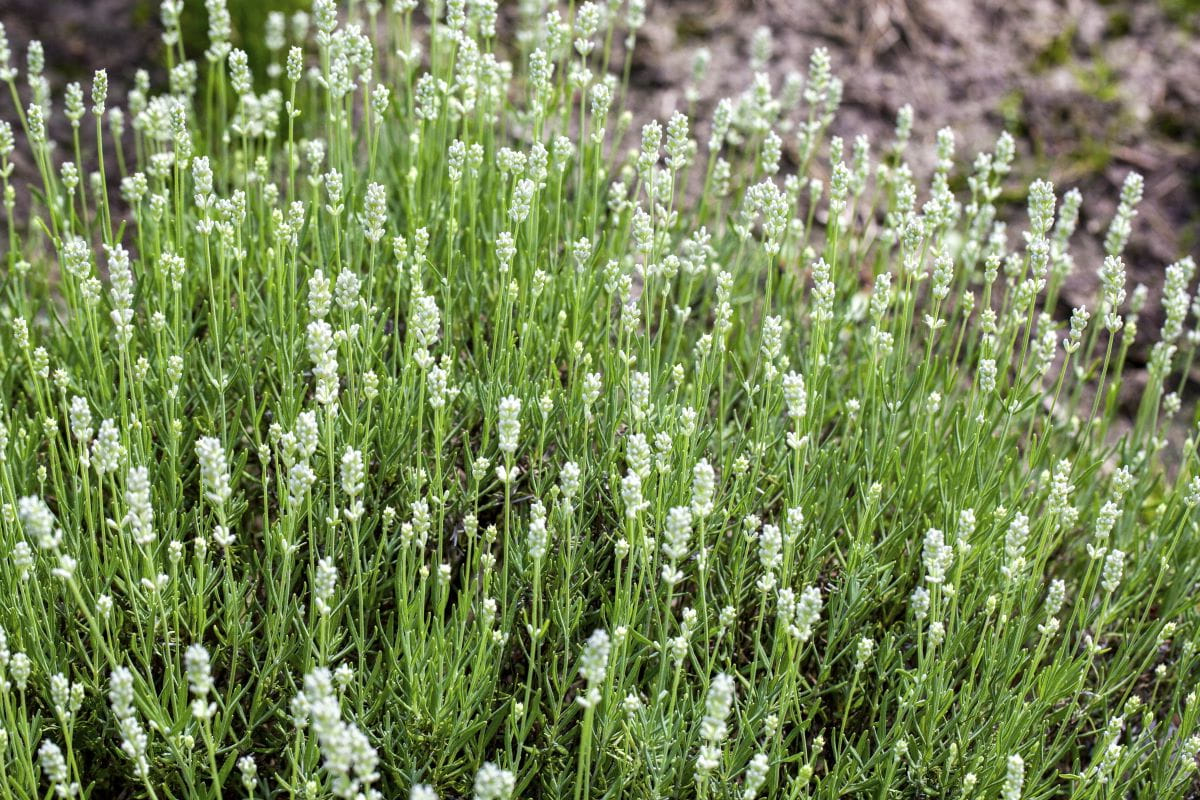 Lavandula angustifolia 'Alba' - Witte lavendel
