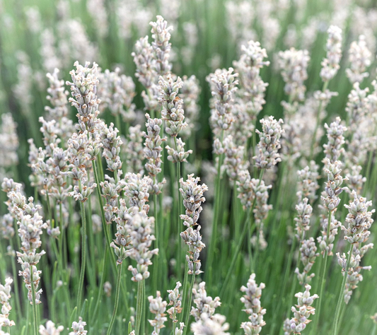 Lavandula angustifolia 'Alba' - Witte lavendel