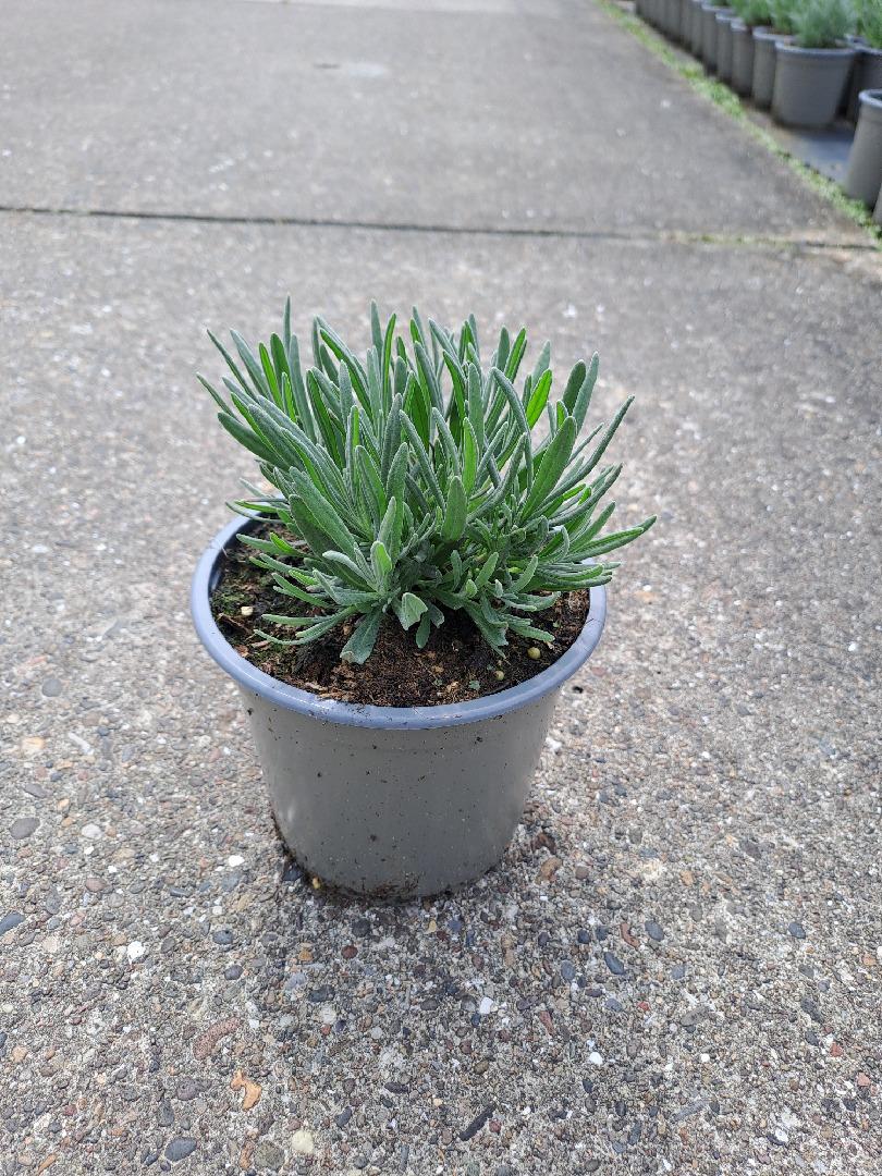 Lavandula angustifolia 'Alba' - Witte lavendel