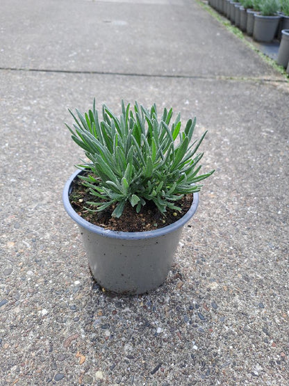 Lavandula angustifolia 'Alba' - Witte lavendel