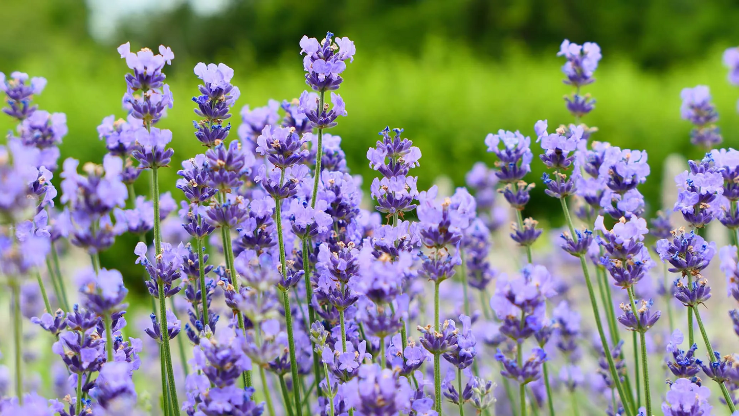 Lavandula angustifolia 'Dwarf Blue' - Helder blauw/paarse lavendel