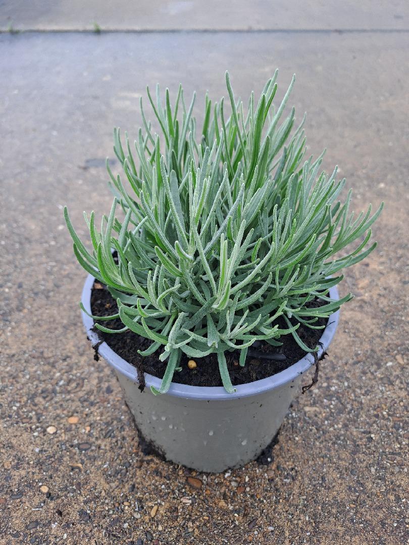 Lavandula angustifolia 'Dwarf Blue' - Helder blauw/paarse lavendel