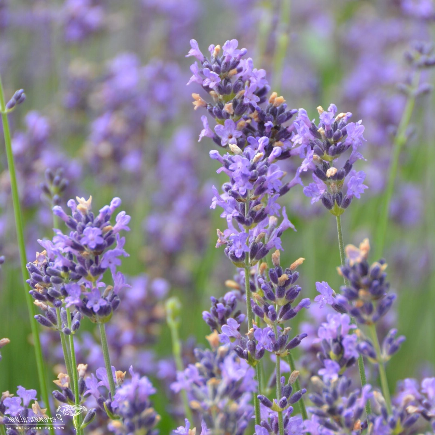 Lavandula angustifolia 'Dwarf Blue' - Helder blauw/paarse lavendel