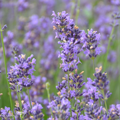 Lavandula angustifolia 'Dwarf Blue' - Helder blauw/paarse lavendel
