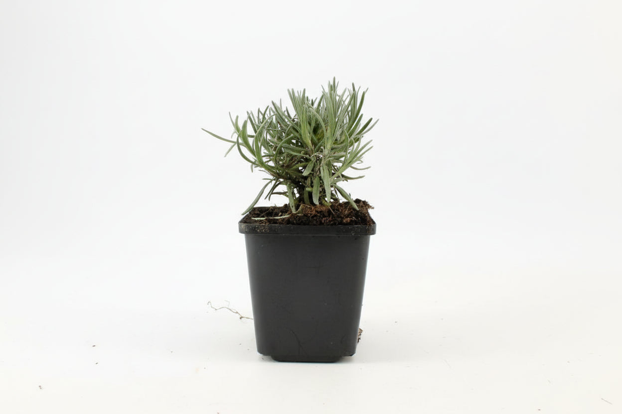 Lavandula angustifolia 'Dwarf Blue' - Helder blauw/paarse lavendel