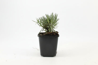 Lavandula angustifolia 'Dwarf Blue' - Helder blauw/paarse lavendel