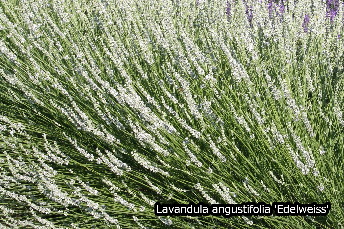 Borderpakket 'Pastel & Wit' - 5m² - 50 planten