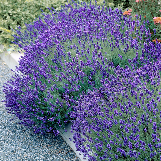Lavandula angustifolia 'Hidcote' - Diep violet/paarse Lavendel