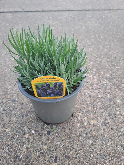 Lavandula angustifolia 'Hidcote' - Diep violet/paarse Lavendel