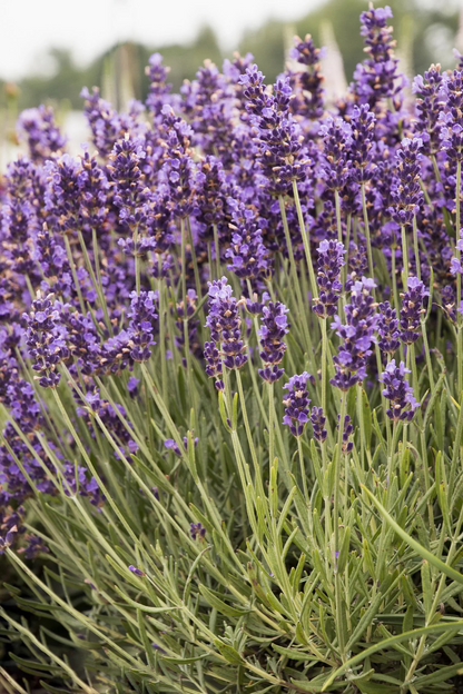 Lavandula angustifolia 'Hidcote' - Diep violet/paarse Lavendel