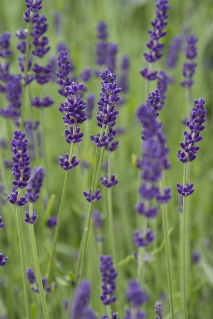 Lavandula angustifolia 'Hidcote' - Diep violet/paarse Lavendel