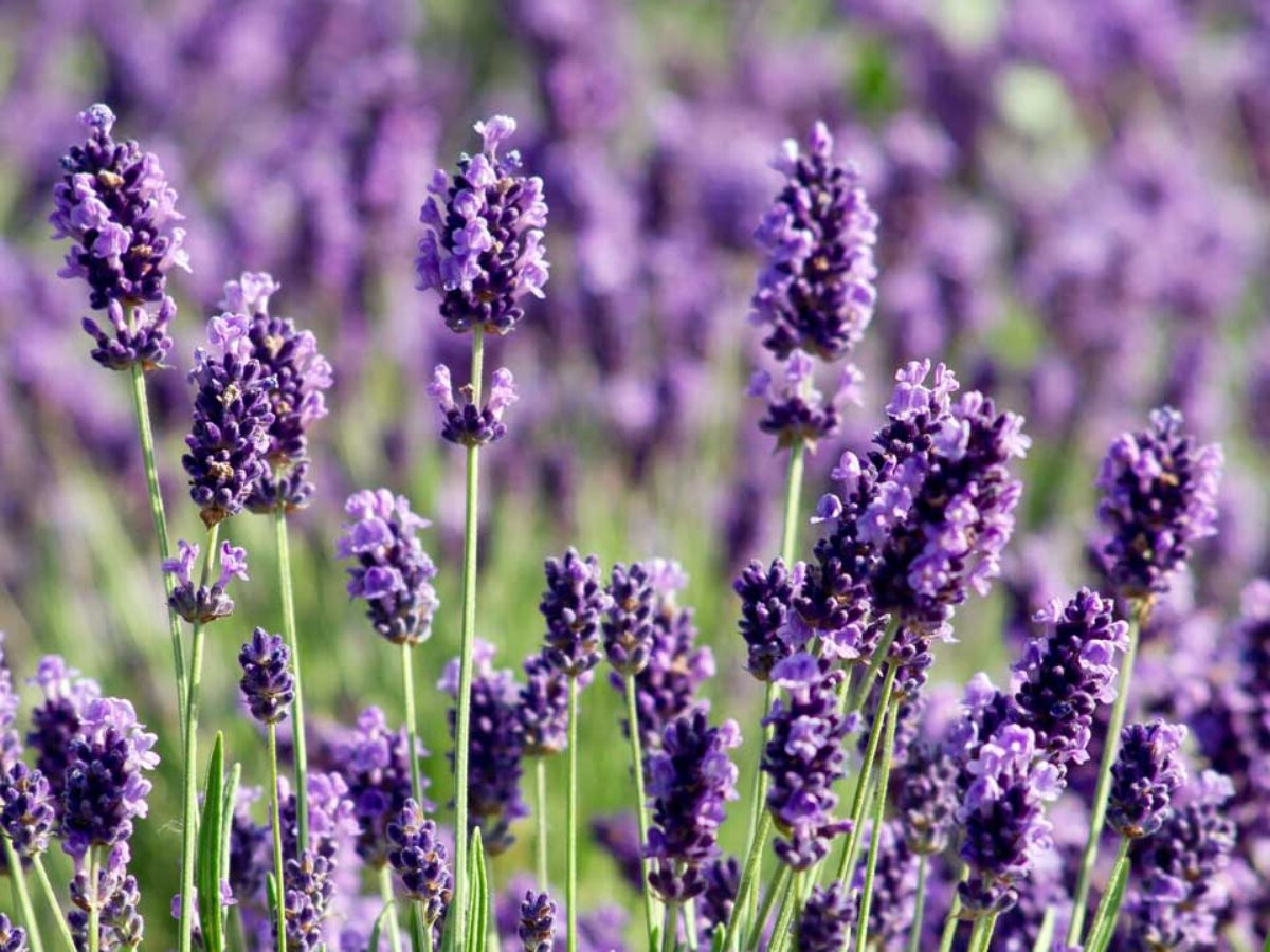 Lavandula angustifolia 'Munstead' -  Licht blauw/paarse lavendel