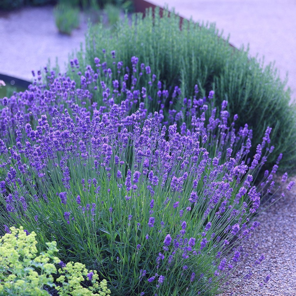 Lavandula angustifolia 'Munstead' -  Licht blauw/paarse lavendel