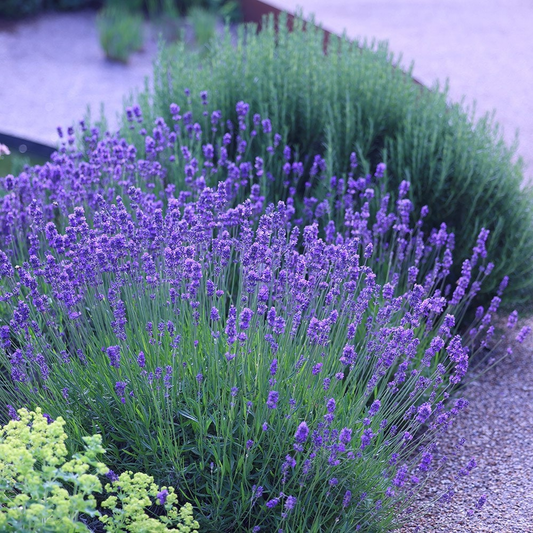 Lavandula angustifolia 'Munstead' -  Licht blauw/paarse lavendel