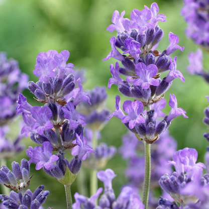 Lavandula angustifolia 'Munstead' -  Licht blauw/paarse lavendel