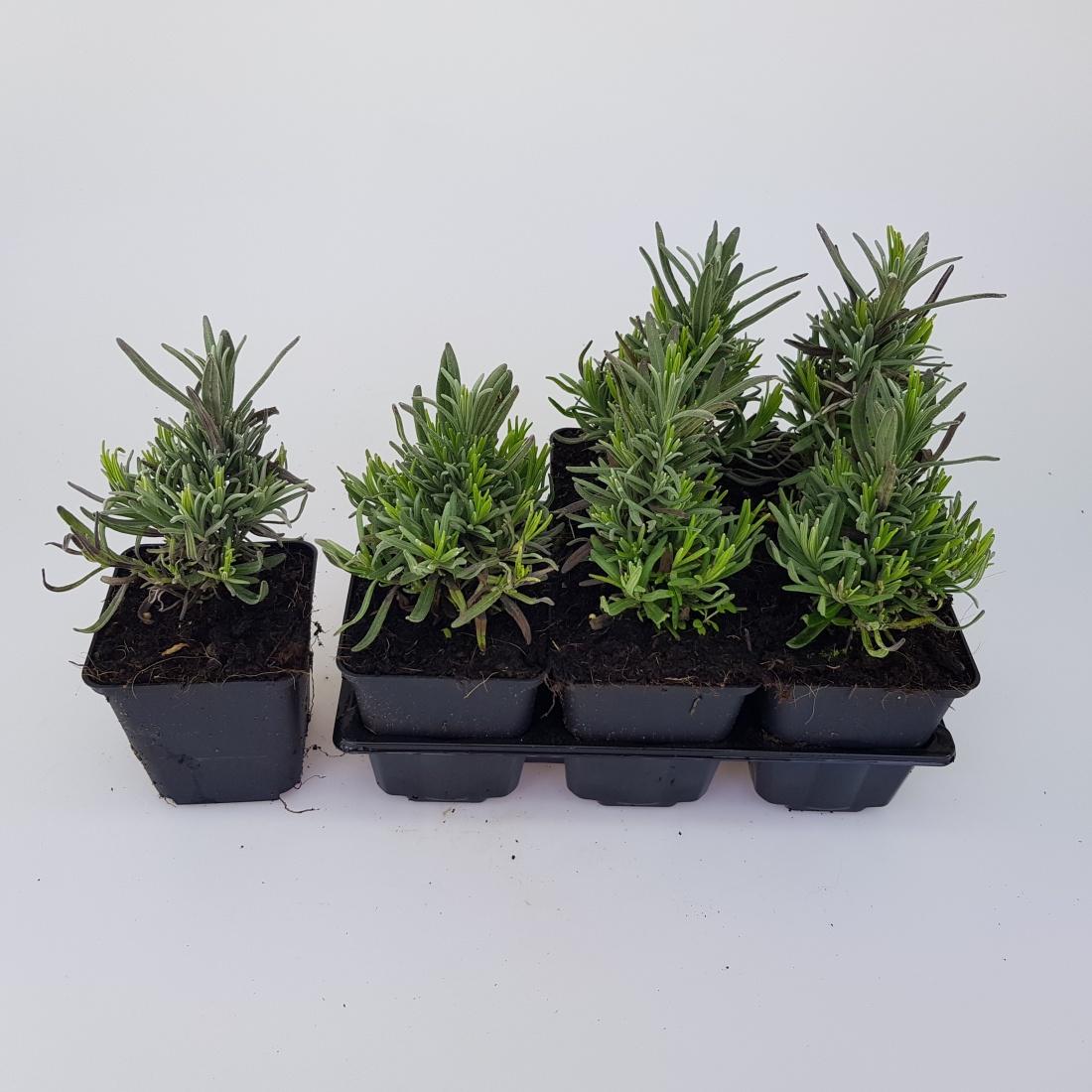 Lavandula angustifolia 'Munstead' -  Licht blauw/paarse lavendel