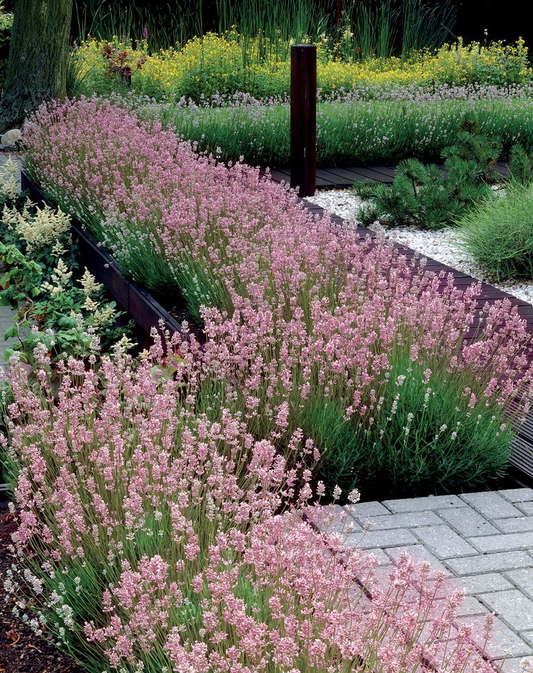Lavandula angustifolia 'Rosea' - Roze Lavendel