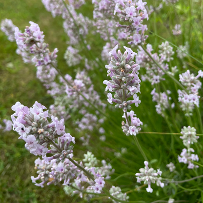 Lavandula angustifolia 'Rosea' - Roze Lavendel
