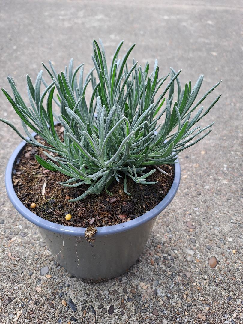 Lavandula intermedia 'Grosso' - Violetblauwe lavendel