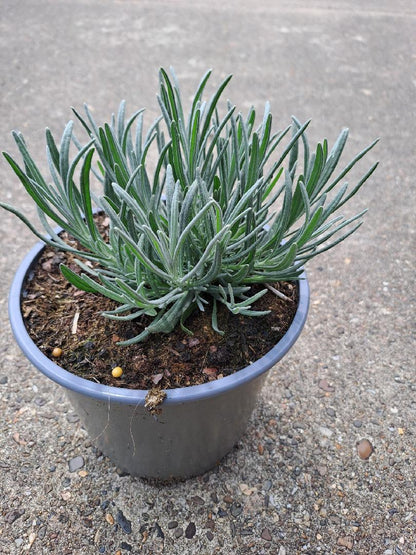 Lavandula intermedia 'Grosso' - Violetblauwe lavendel