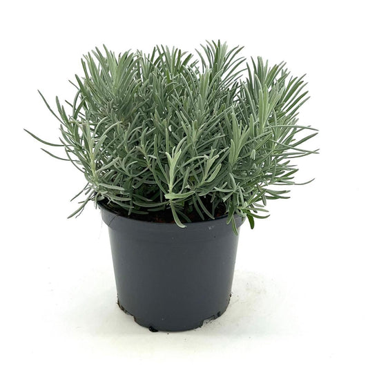 Lavendelbloemen in levendige paarse tinten, met groene stengels en zachte achtergrond. Perfect voor aromatherapie en tuinversiering.