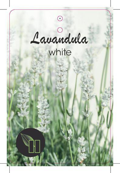 Lavandula angustifolia 'Alba' - Witte lavendel