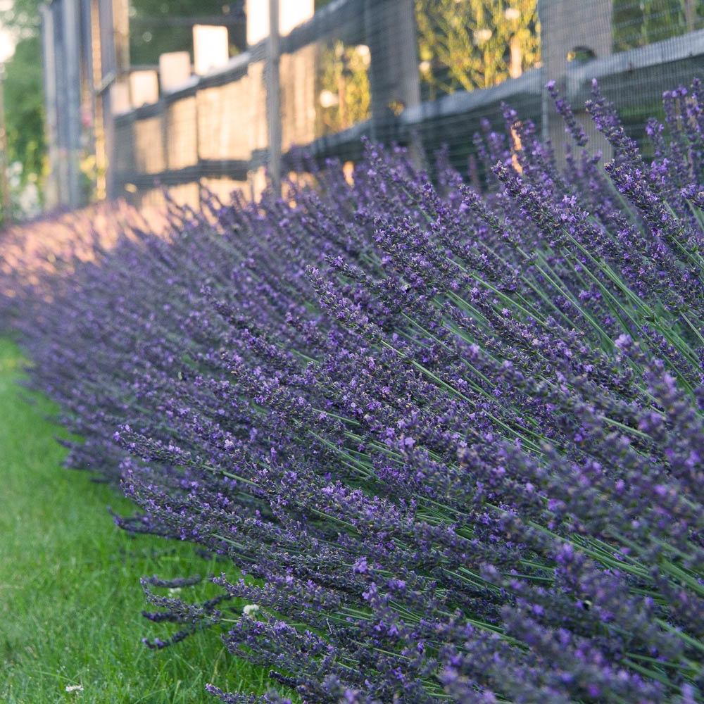 Lavandula intermedia 'Phenomenal' - Paarse lavendel