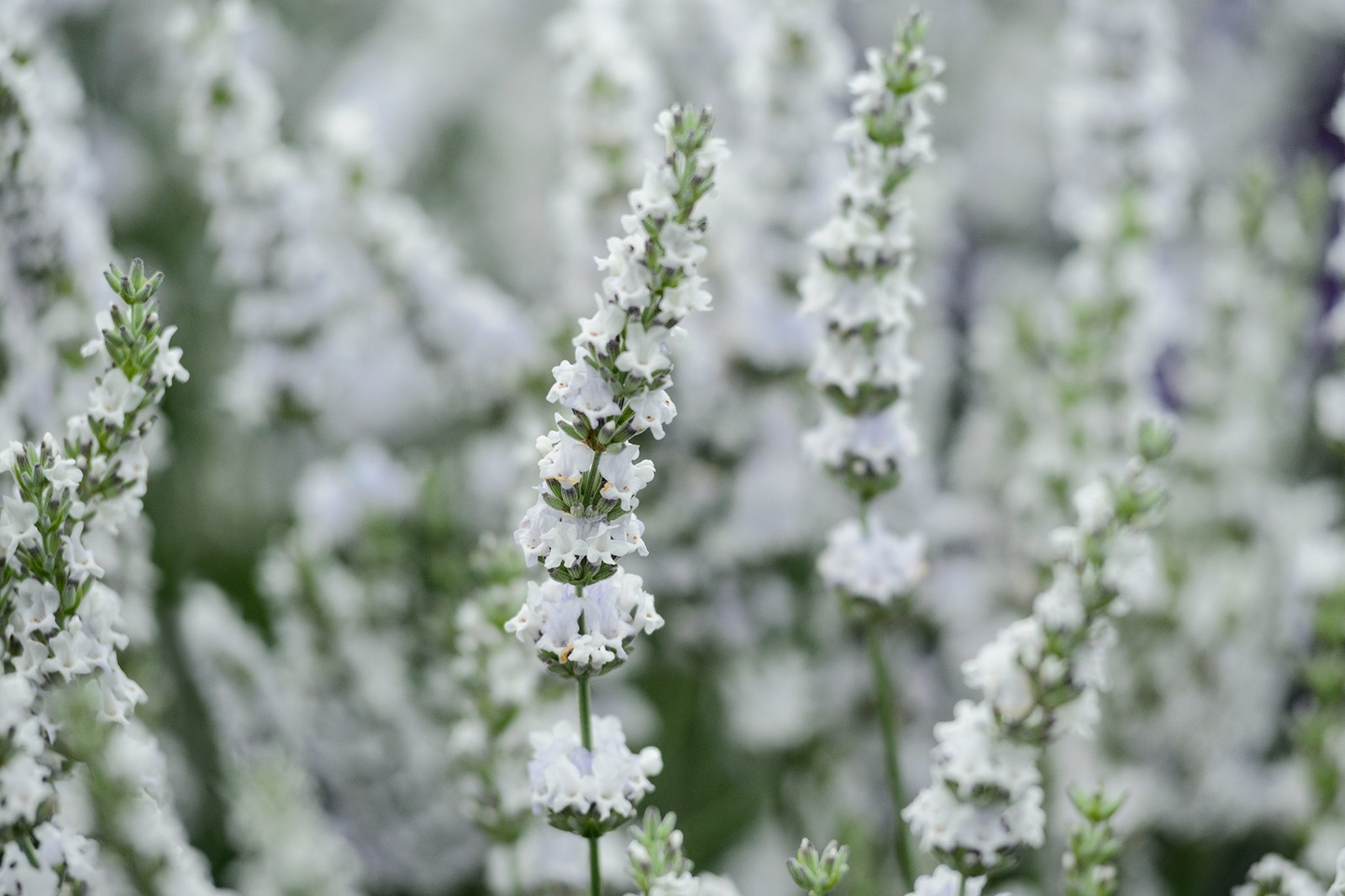 Lavandula intermedia 'Edelweiss' - Witte lavendel