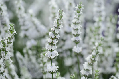 Lavandula intermedia 'Edelweiss' - Witte lavendel