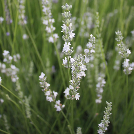 Een witte lavendelstengel met fijne bloemen, omringd door groene bladeren in een natuurlijke tuin. Perfect voor aromatische tuinontwerp en decoratieve tuinplanten.