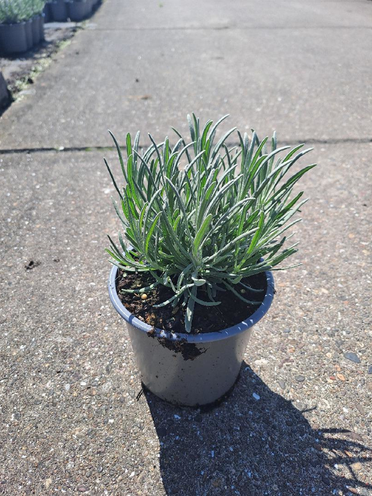 Een witte lavendelstengel met fijne bloemen, omringd door groene bladeren. Perfect voor tuinieren of aromatherapie.