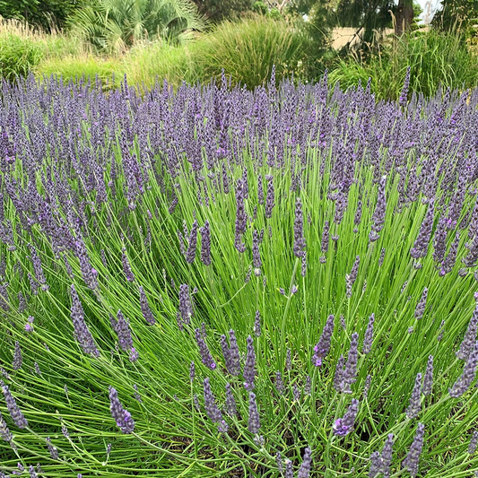 Lavandula intermedia 'Grosso' - Violetblauwe lavendel