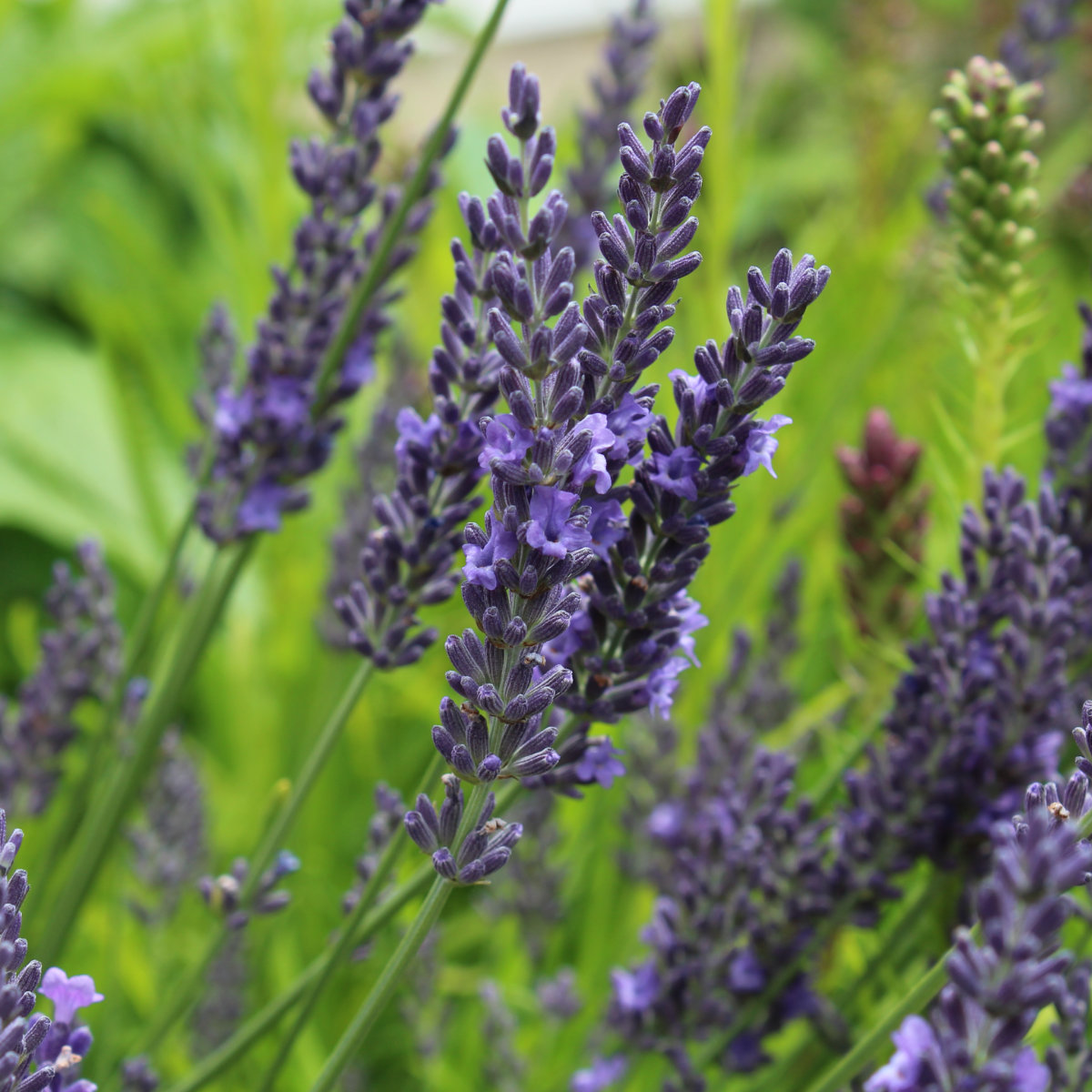 Lavandula intermedia 'Grosso' - Violetblauwe lavendel