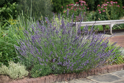 Lavandula intermedia 'Phenomenal' - Paarse lavendel