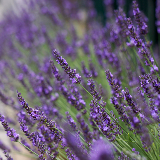 Lavandula intermedia 'Phenomenal' - Paarse lavendel