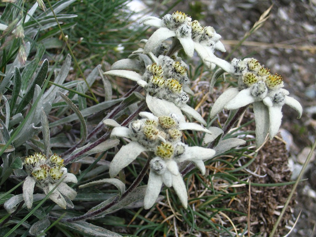Leontopodium alpinum - Edelweiss