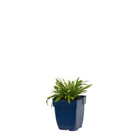 Leontopodium alpinum - Edelweiss
