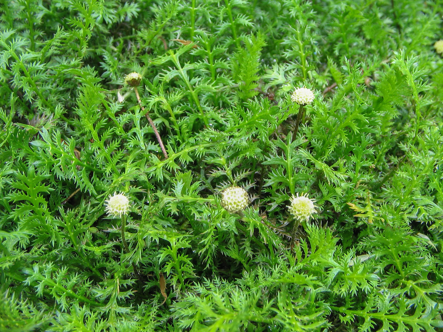 Leptinella squalida - Koperknoopje