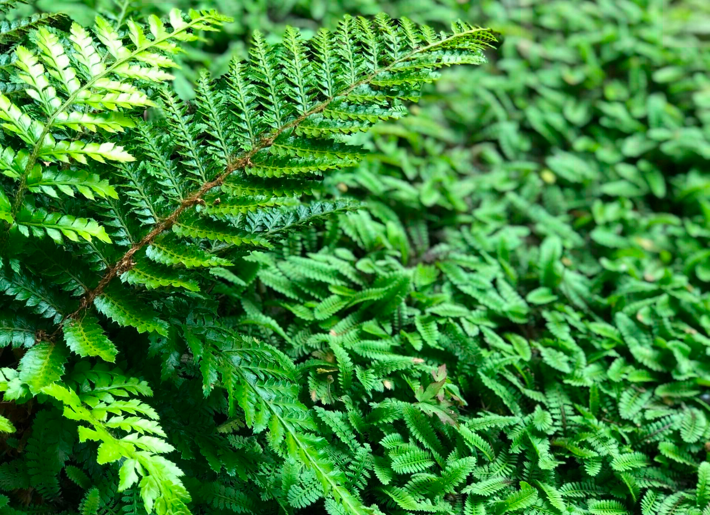 Leptinella squalida - Koperknoopje